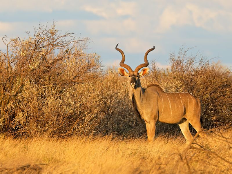 <p>Its curved horns bear witness to an elegance no one would expect from South African animals; the Eastern Cape kudu is one of the country’s most desired animals. </p><p>Coincidentally, the eastern Cape kudu is also one of the most elusive creatures, making sightings even more special and worthwhile. Sightings are so unique the animal has been called the Grey ghost because its grey-brown hide easily camouflages.</p>