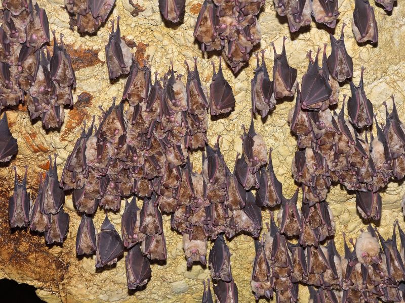 <p>This might be one of the most unusual species, but their presence makes for an exciting cave exploration. This South African animal isn’t visible during safaris but cave exploration activities, so they’re more catered toward naturalists and thrill-seekers.</p><p>Seeing caves teeming with hundreds of horseshoe bats is difficult to put into words, but tourists are strictly advised to stick to their tour guide’s instructions and watch silently.</p>