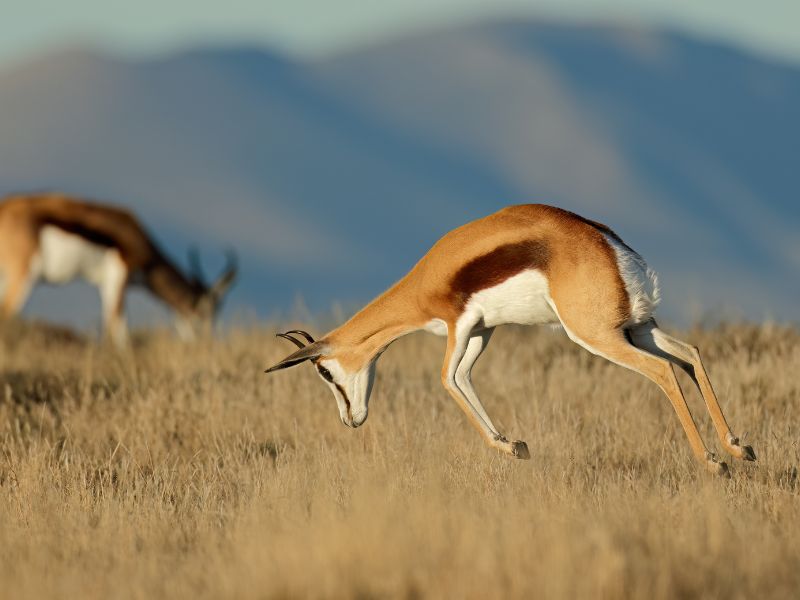 <p>Another antelope, Springboks, is a confident species, despite almost always getting into the clutches of wild predators. Their unique appearance makes them a sight to behold, but there’s one special thing about them: pronking. Pronking is a defense strategy; springboks can leap multiple times into the air, allowing them to escape from sharp claws at the last minute. But sometimes, springboks pronk to show off; it’s prevalent during mating season.</p>