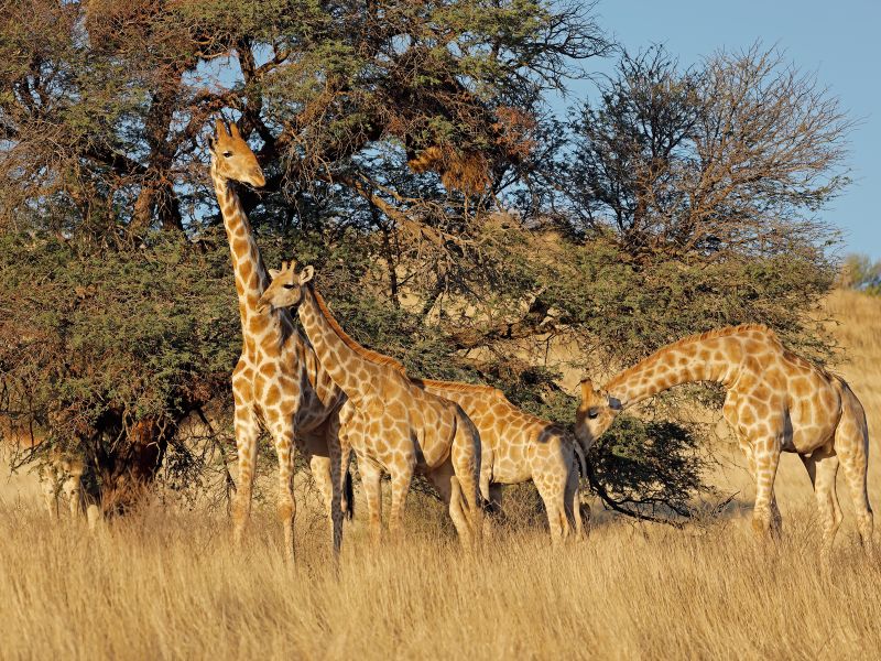 <p>Giraffes are an important part of the South African landscape, most prominently seen in the Kruger National Park. With their long necks and thin legs, they roam the open woodlands, looking through the treetops that few other animals can reach. </p><p>Giraffes are social animals and have a peaceful demeanor, which, along with their height, gives them a broad view of the plains, making them excellent at spotting predators from afar.</p>