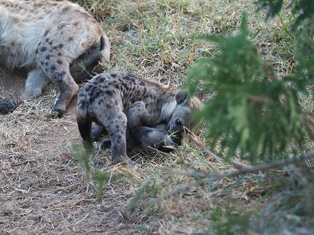 <p>South African hyenas are found in savannah and grassland regions like Kruger National Park. Hyenas are excellent hunters known for their powerful jaws and haunting voices that can sound eerily like human laughter.</p>