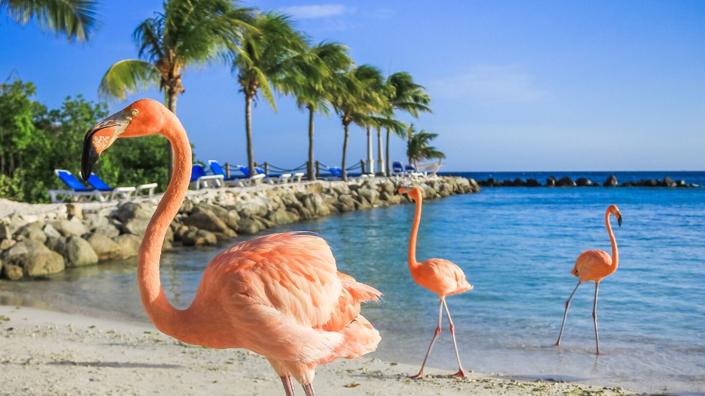 <p>If there is one thing for sure, this is One Happy Island. It is considered the safest among the Caribbean islands and has minor storm activity. Aruba is great for families as it is inexpensive and offers plenty of beaches and water activities children will love, from snorkeling to windsurfing. Kids also have the chance to see pink flamingos.</p>