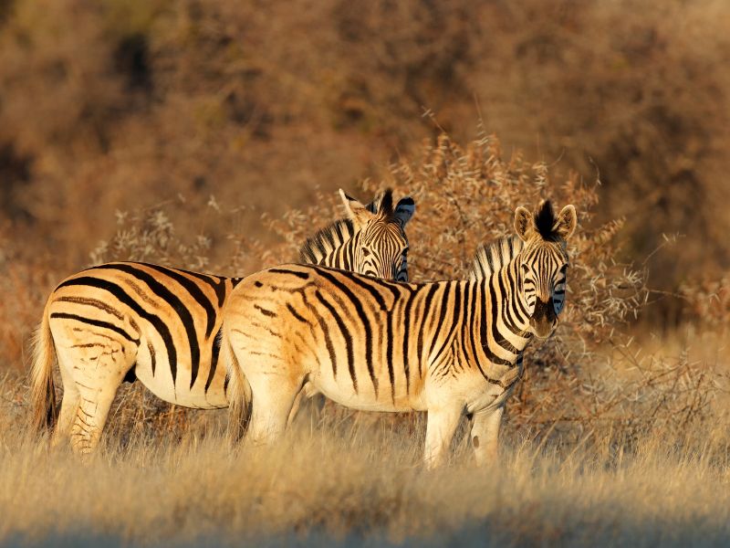 <p>Many tourists visiting South Africa are stunned by seeing the herds of zebras because, unlike the ones kept in zoos, wild zebras are aggressive and unfriendly to strangers.</p><p>These striped animals stand out quickly, so they’re often the center of attention, both by man and other animals. This makes them one of the few animals that might give you a gory outlook into the wild.</p>