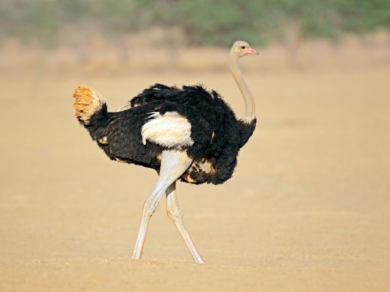 <p>Ostriches are the world’s largest birds that are found in abundance in the diverse landscapes of South Africa. They are known for their remarkable speed and can sprint up to 70 km/h. This gives them an opportunity to run away from their predators as fast as they can. Ostriches can be seen particularly in protected areas like the Addo Elephant National Park, where they contribute to the region’s biodiversity.</p>