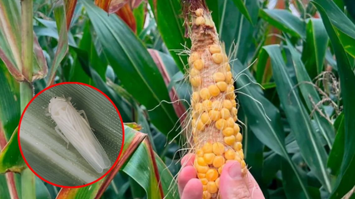 alerta en el campo: córdoba enfrentaría pérdida millonaria por avance de la chicharrita en los cultivos de maíz