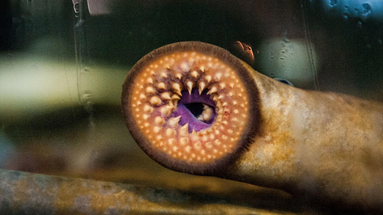 Contrary to popular belief, lampreys, a type of ancient, jawless fish, may have a "flight or fight" response similar to people.