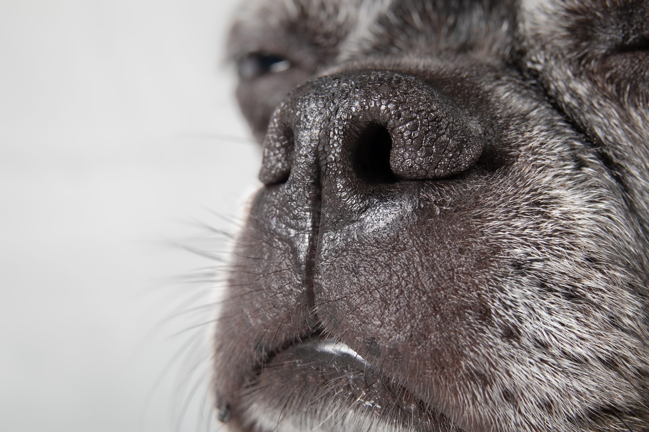 Dog Language: The Meaning Behind 12 Weird Noises Your Dog Makes 