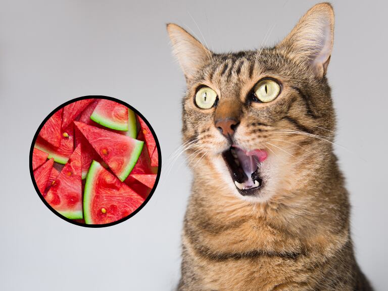 ¿los gatos pueden comer fruta? esto recomiendan veterinarios