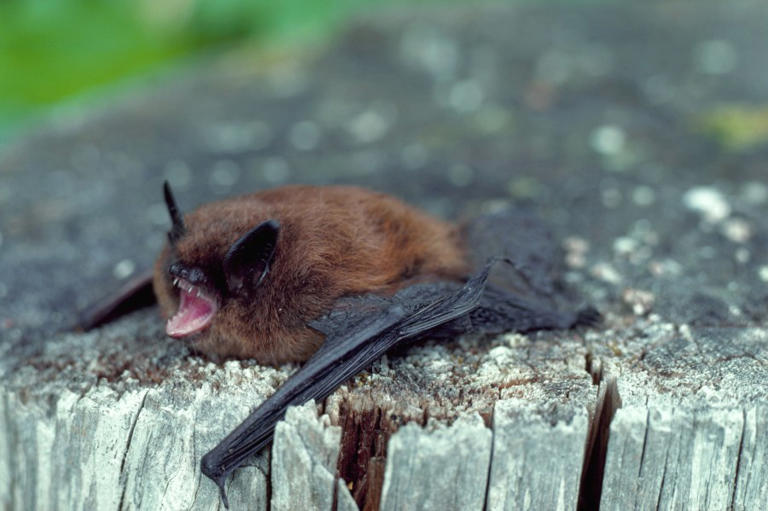 International Bat Appreciation Day 2024 Facts about species that call