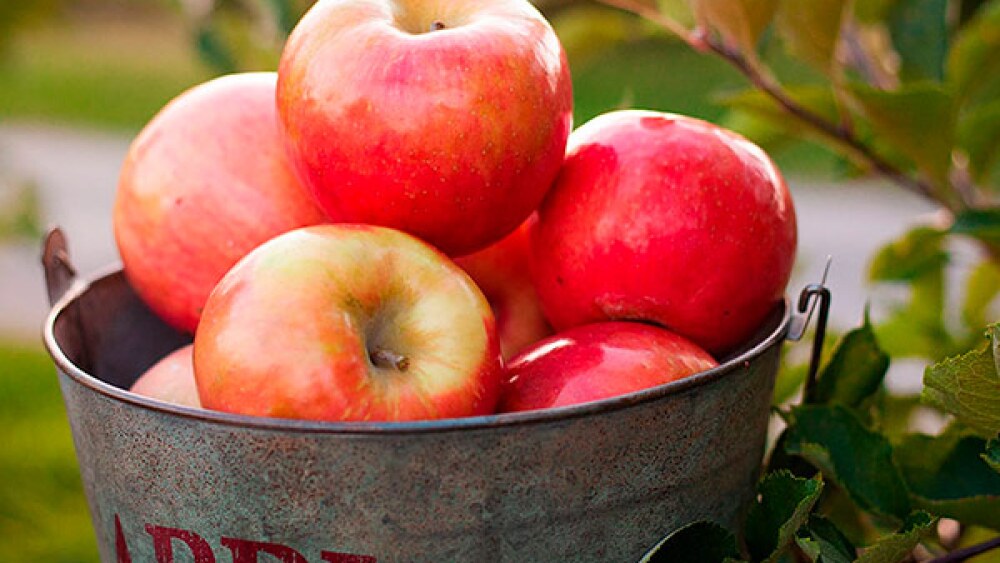 10 postres con manzana que son saludables, fáciles y rápidos de preparar
