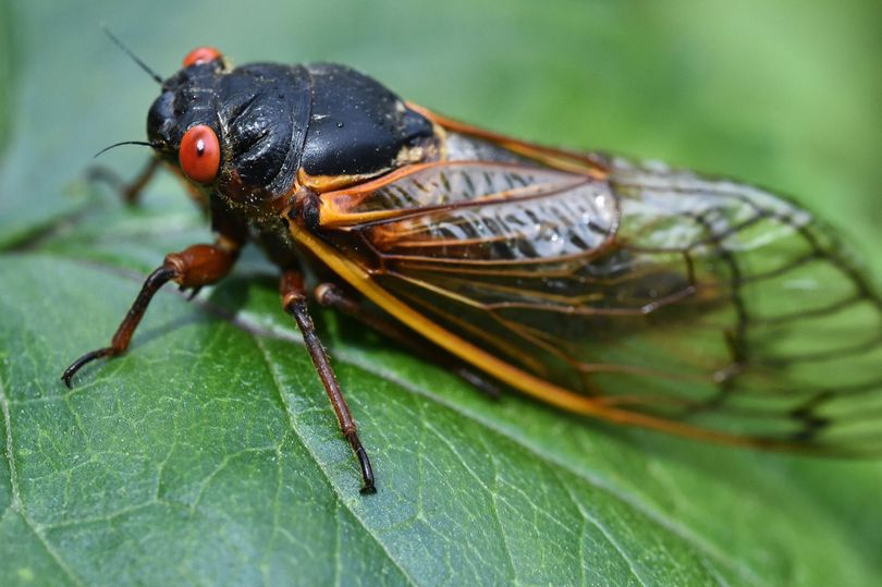cicadas warning sign revealed as one trillion insects prepare to unleash 'swarmageddon'