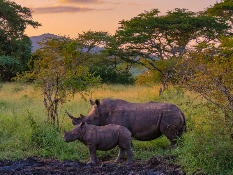 <p>A monstrous figure made even more intimidating by the sharp horn; rhinos are among the strongest South African animals. Their intense gaze and aggressive personalities make them a standing threat to anyone. Rhinos are highly territorial and easily agitated, which isn’t the best combination. This duo of behaviors is why rhinos casually charge toward anyone they consider a threat.</p>