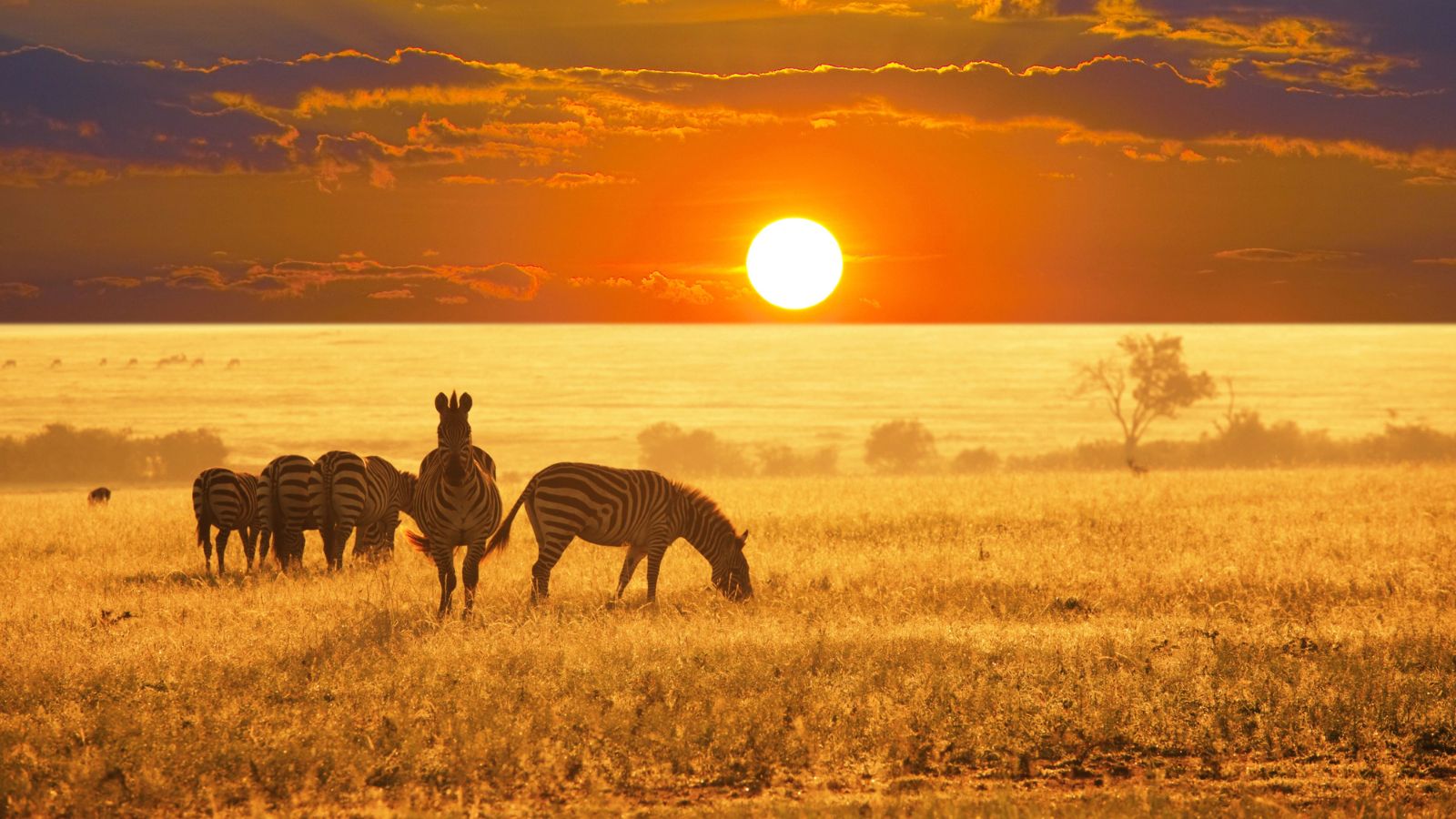 <p>Offering an illustrious glimpse into one of the most explored yet almost untouched areas of the world, South Africa is a hot spot for tourists and naturalists alike. Almost every tourist visiting South Africa wants to explore its majestic wildlife, but first-timers don’t know what to do. </p>
