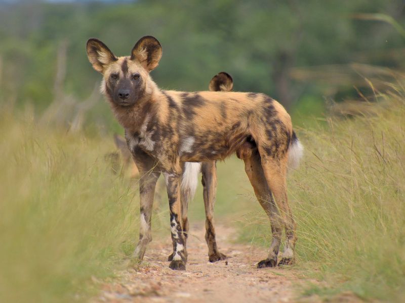 <p>One of the strongest hunters in South African savannahs, African wild dogs emerge together as a pack and continue to follow a strict hierarchy until their last breath. This is just a testament to their loyalty and characteristics tourists will easily spot because of their willingness to help the elderly of the pack.</p>