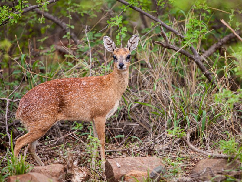 <p>Tourists experience an intense urge to pet the Cape Grysbok, but you must fight this urge because the animal is easily scared and is an easy catch for predators.</p><p>The Cape or grysbok is a type of antelope endemic to South Africa. What makes it unique is its small size; it stands around 20-21” at the shoulder, so they’re often mistaken for small boars or similar animals.</p>