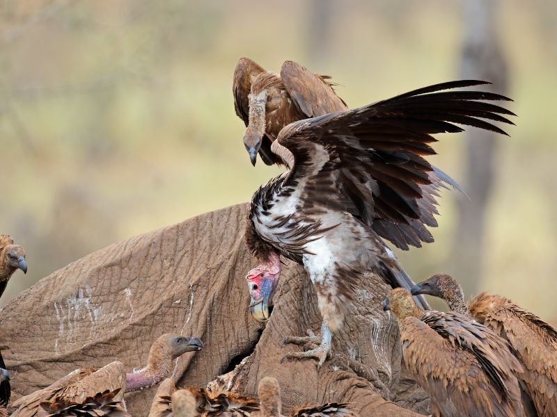 <p>Vultures are large, powerful birds with broad wings and keen eyesight. They are often seen soaring high in the sky, scanning the land for dead animals to feed on.</p><p>Species like the Cape Vulture and the Lappet-faced Vulture play a vital role in preventing the spread of disease by consuming dead animal matter. Their numbers, however, are declining due to habitat loss and poisoning, making conservation efforts to save them increasingly important.</p>