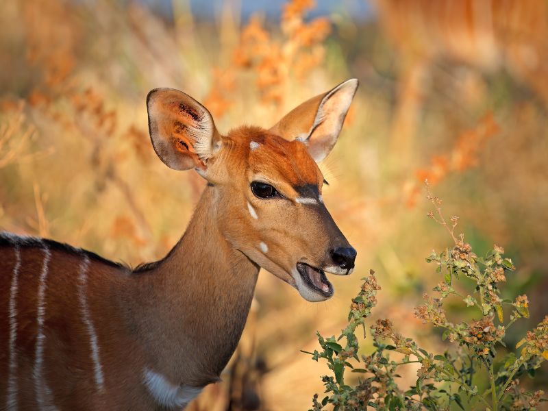 <p>Male Nyalas have a striking look with their dark-brown coats adorned with white stripes and long, spiraled horns, while female nyalas have reddish-brown fur without horns, making them one of the most sexually attractive animals.</p>