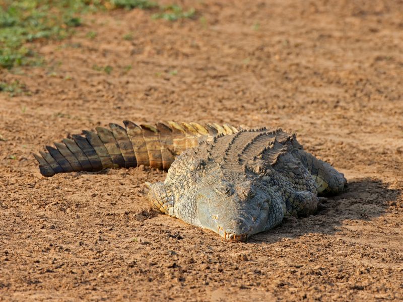 <p>Often the epicenter of some of the most intense and exhilarating safaris, the Nile crocodile emerges in the blink of an eye to capture its prey.</p><p>Amazingly, most tourists can’t even tell the Nile crocodile is resting in the water because, despite their sheer size, these reptiles are masters of patience and staying still. You’ll only know there’s a crocodile when it sees prey, and by then, it’s often too late for the poor animal.</p>