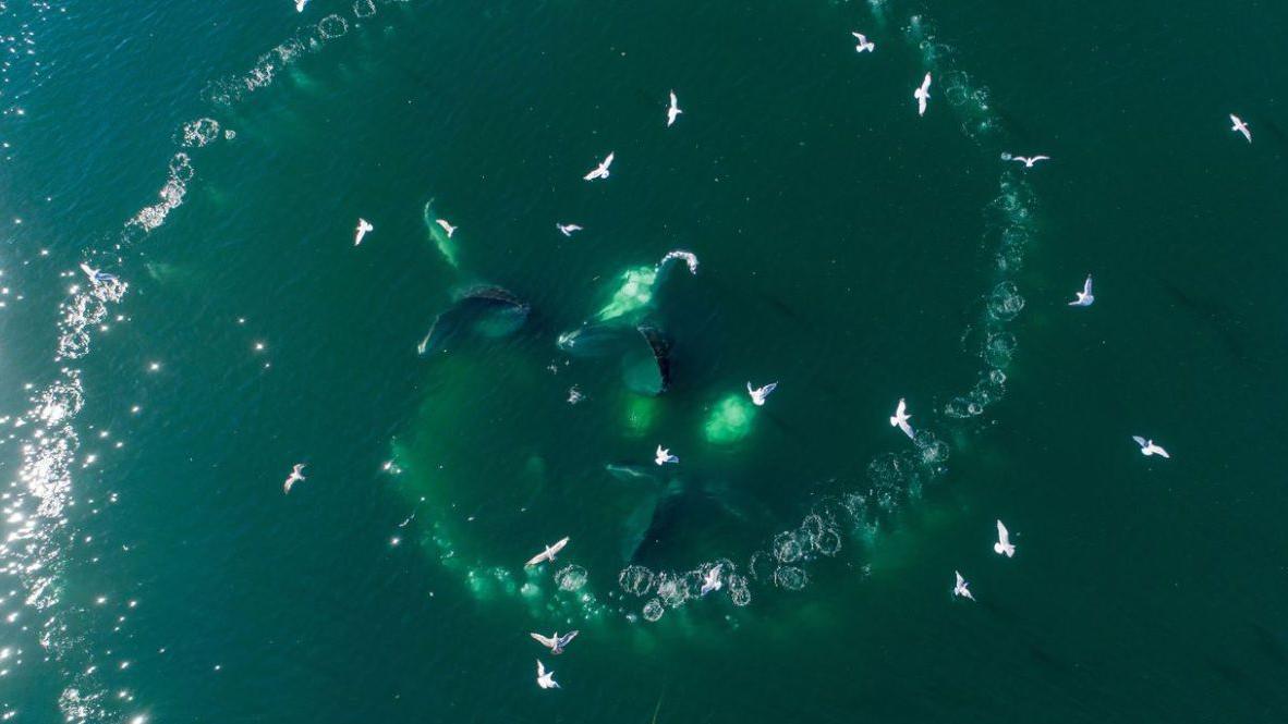 os cientistas que tentam aprender a linguagem das baleias para conversar com alienígenas