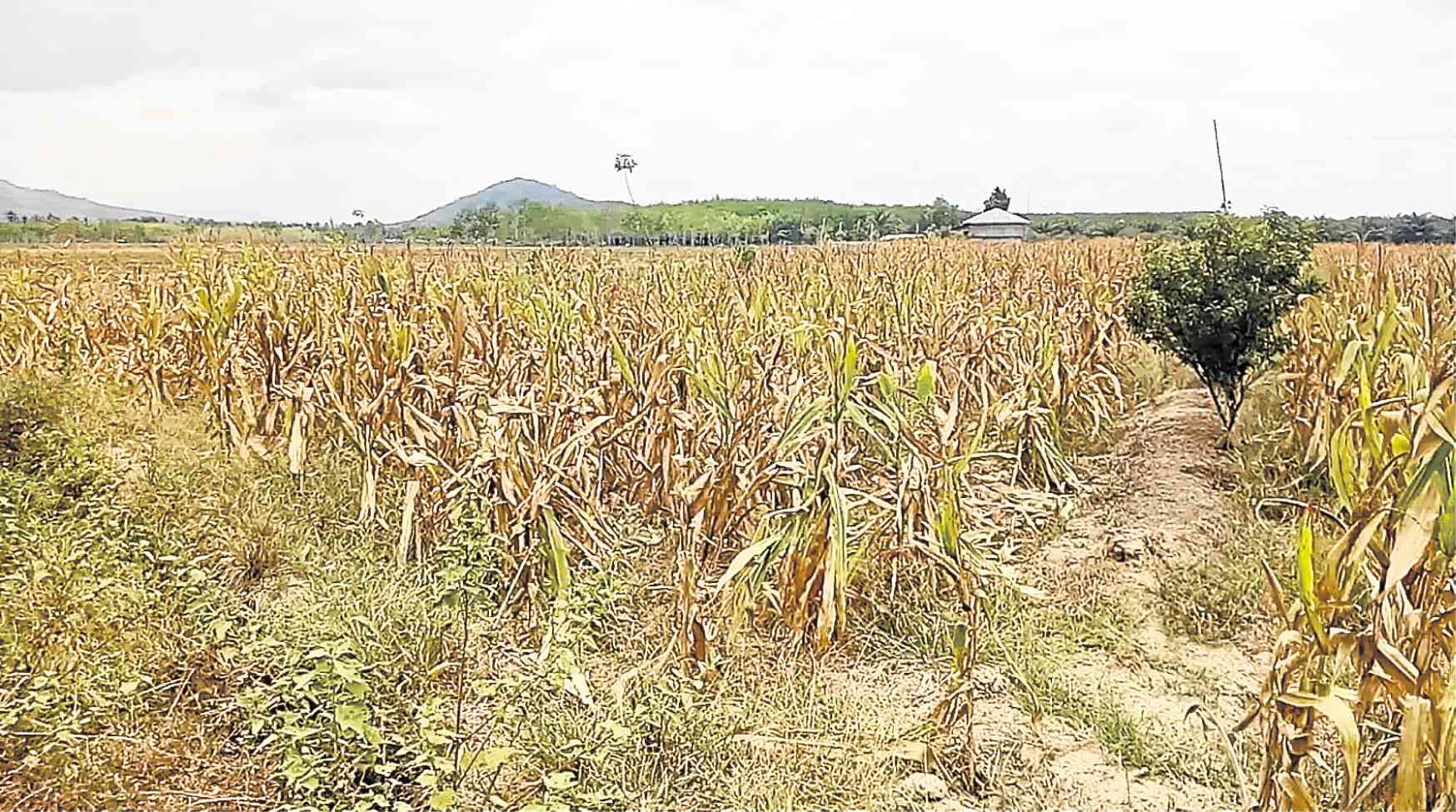 3 mindanao towns under state of calamity due to el niño