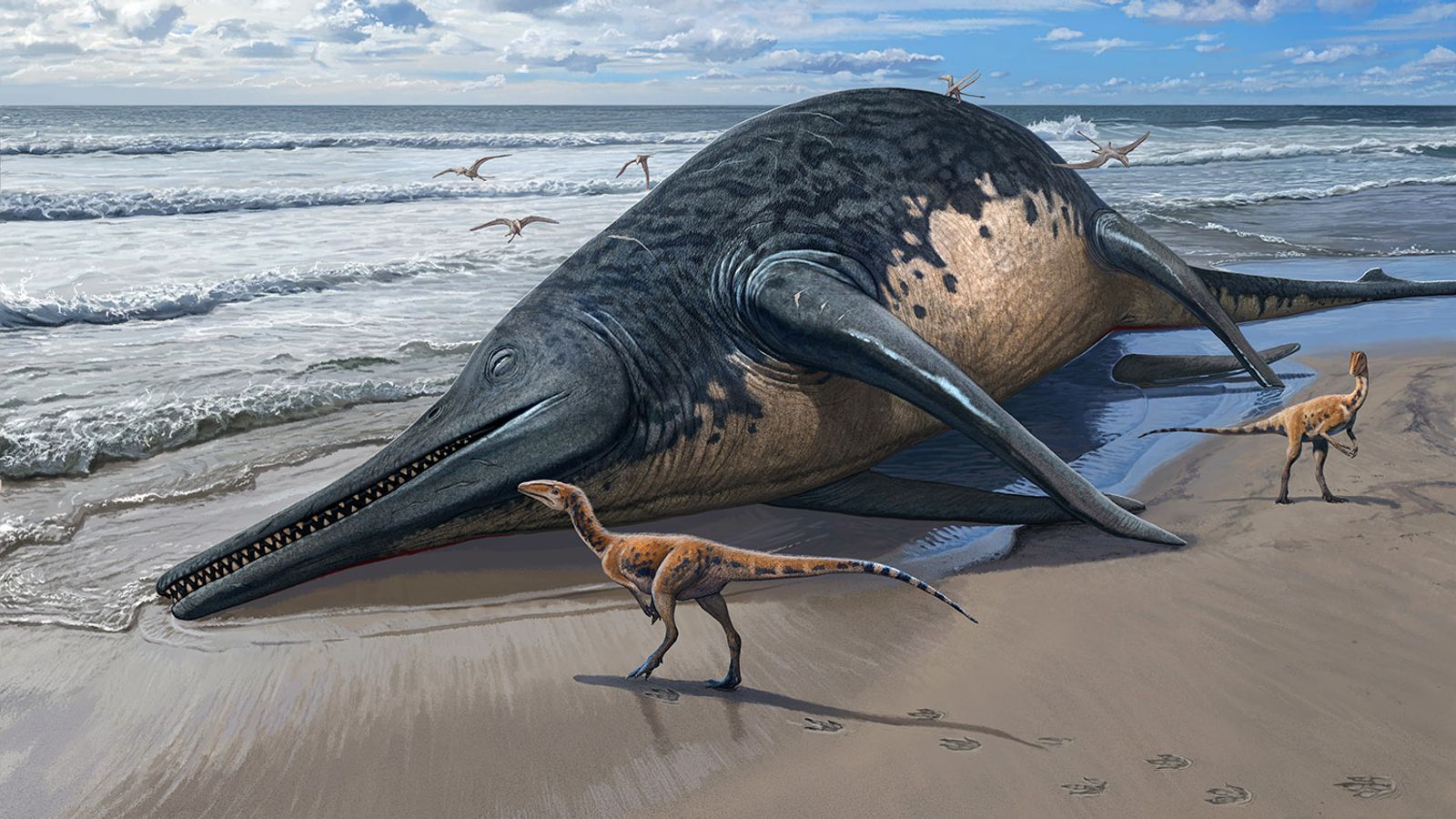 bone discovered of what may be largest known marine reptile