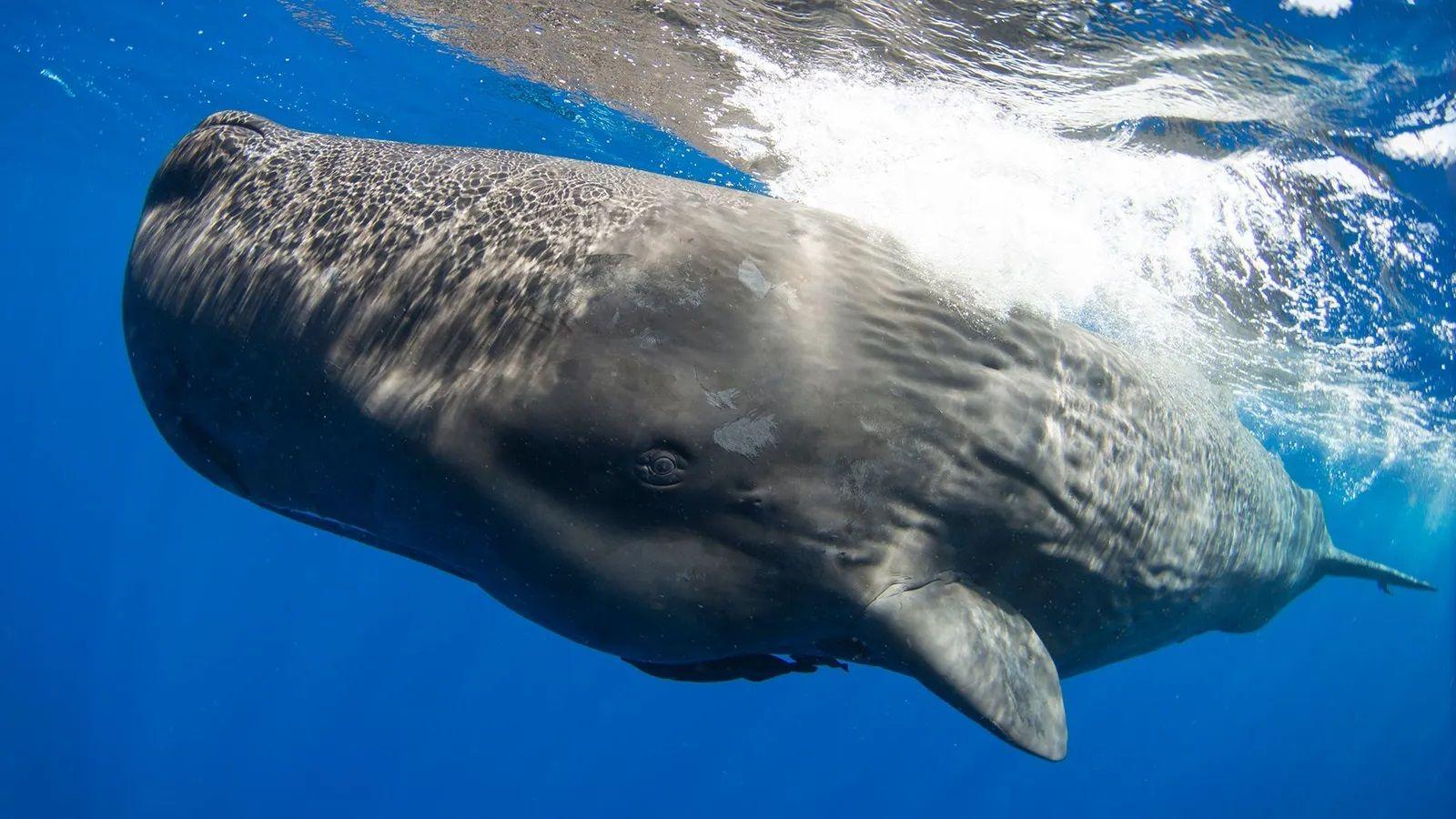 os cientistas que tentam aprender a linguagem das baleias para conversar com alienígenas