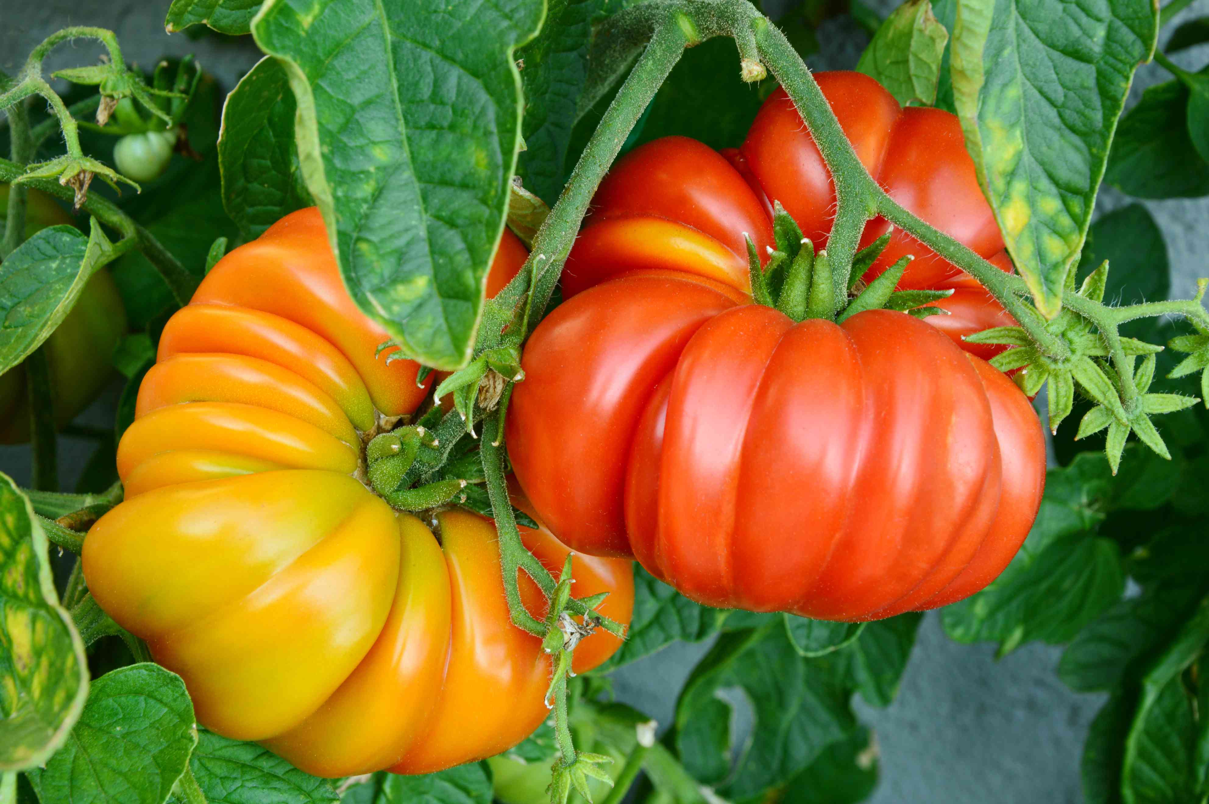 grow the most productive beefsteak tomato plants with these 9 tips