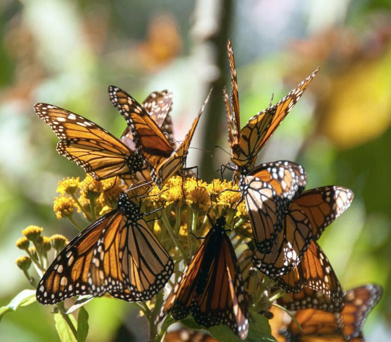 This Mexican Forest Turns Orange Every Fall – Don't Miss the Magical ...