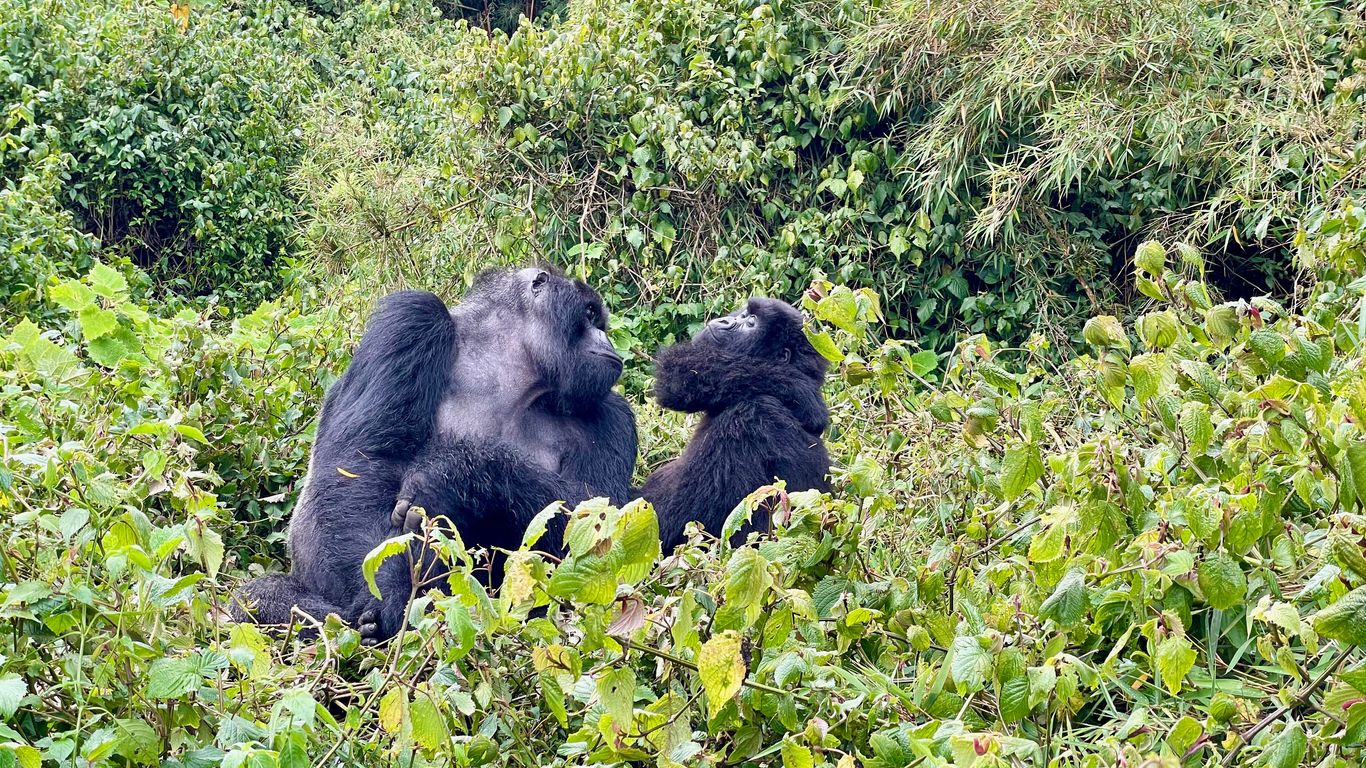 Travelers can visit Volcanoes National Park in Rwanda for the unique chance to see gorillas in their natural habitat. With the help of expert guides, small groups can come within just a few feet of the world's largest living primate. "Eight tracking permits are issued per troop per day, meaning the encounter is as intimate and as unobtrusive as possible," <a href="https://visitrwanda.com/interests/gorilla-tracking/" title="Visit Rwanda notes">Visit Rwanda notes</a>.
