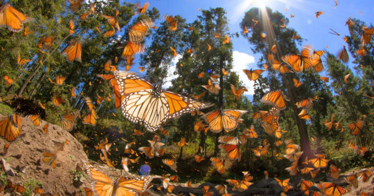 Curious about the Mexico butterflies migration? Everything you need to know about the monarch butterflies in Mexico is right here in this article!