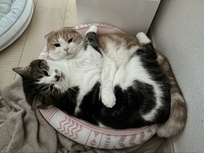 すぐそこに「2匹用のベッド」があるけれど 猫2匹の尊い選択が話題