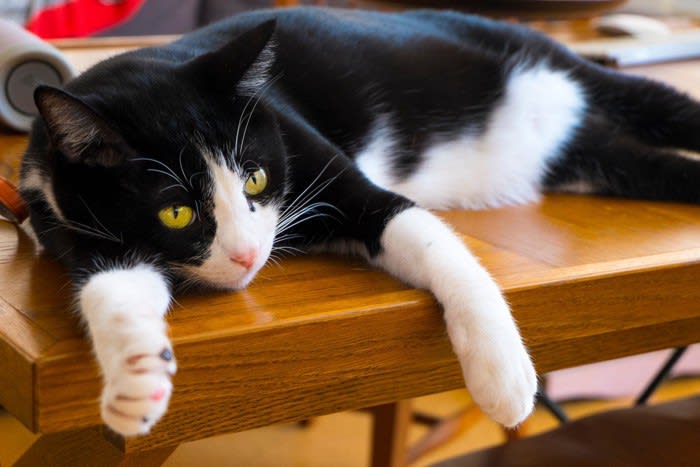 猫の「お腹の柄」の不思議 お腹が黒くて背が白い猫はいないのはなぜ？