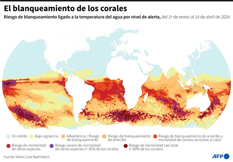 la gran barrera de coral de australia sufre el peor blanqueamiento jamás registrado
