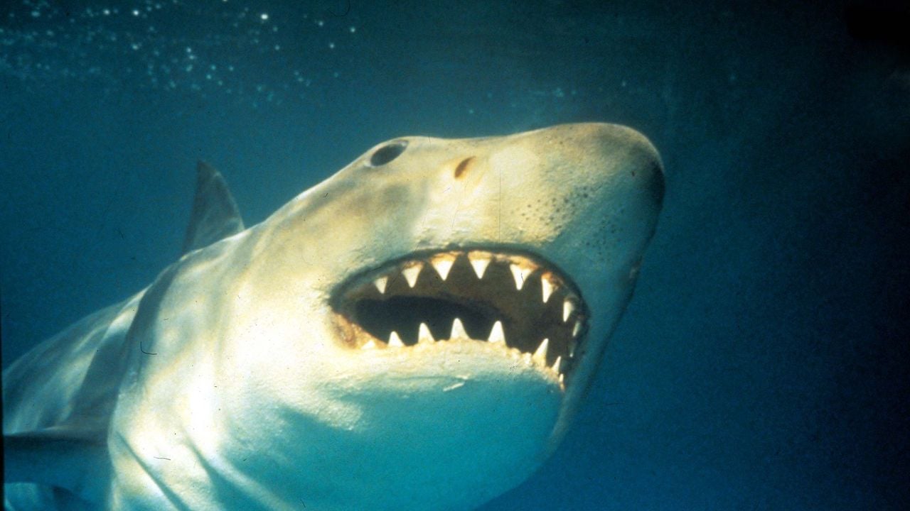 'tiburón' de steven spielberg se hizo realidad y esta mujer vivió para contarlo
