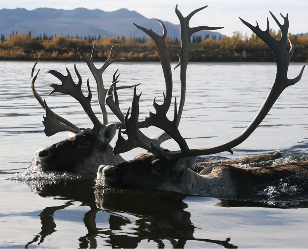 alaska river named a ‘most endangered’