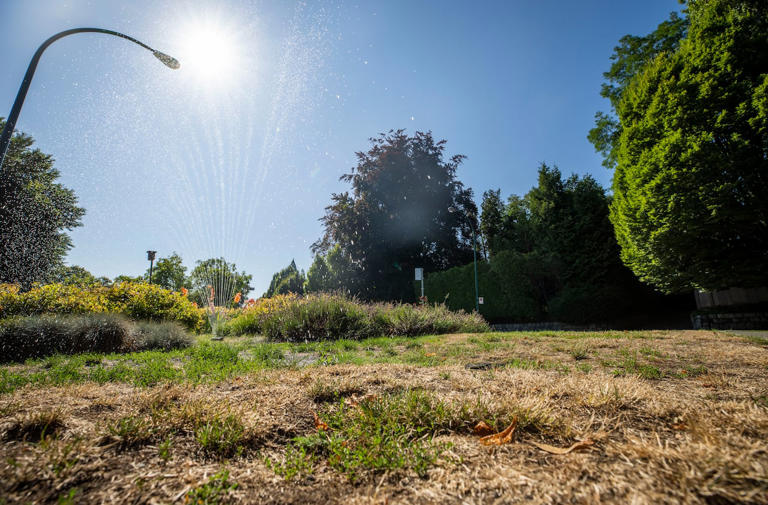 Annual lawn watering restrictions are now in effect in Metro Vancouver, with residents only allowed to water their lawns once a week until mid-October.