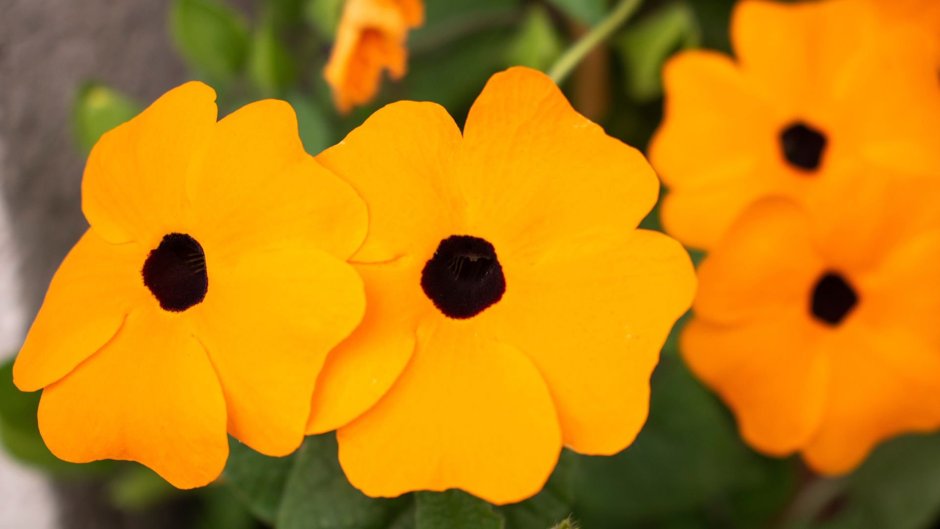 amazon, the best climbing plants for adding depth, colour, and interest to your garden