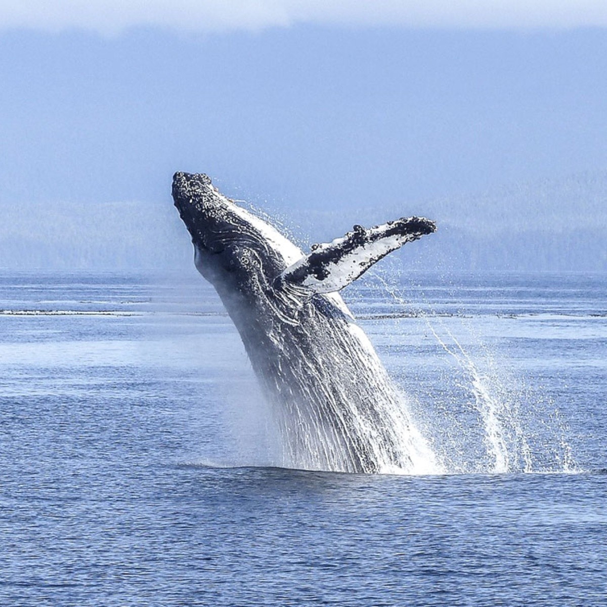 soñar con ballenas: ¿emoción, deseo o preocupación, o sabiduría, protección o conexión con la naturaleza?