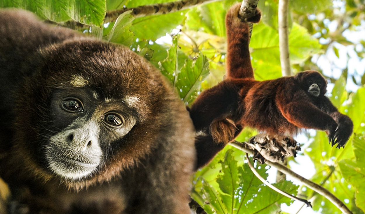 amazon, el mono que se creía extinto y solo habita en perú: ¿cómo es la especie?