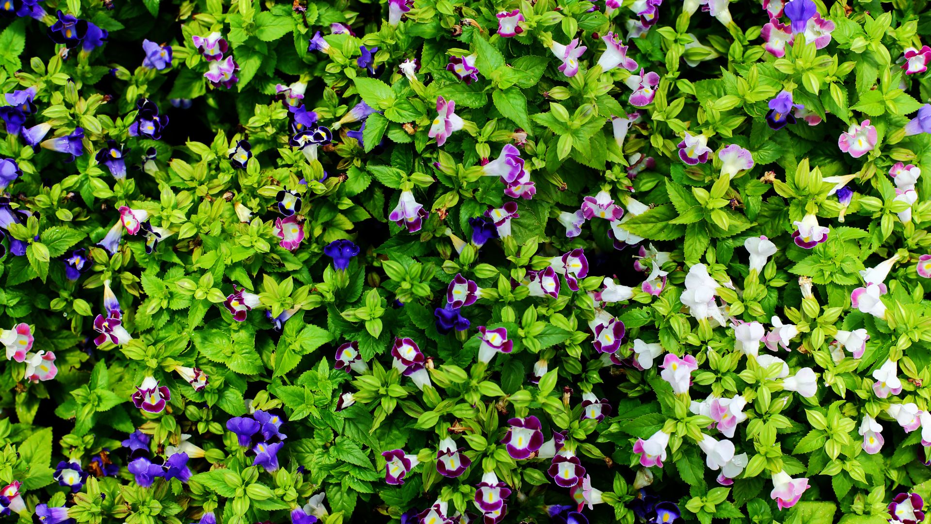 amazon, the best climbing plants for adding depth, colour, and interest to your garden