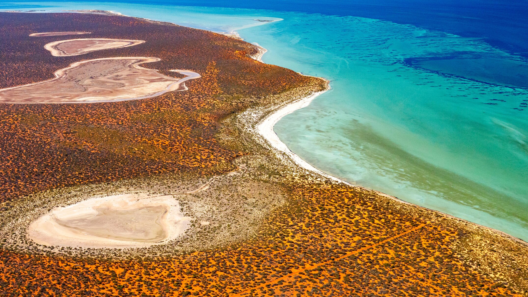 western australia's shark bay seabeds are a ticking carbon time bomb, says scientist