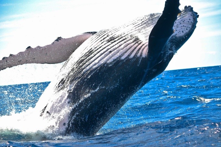 soñar con ballenas: ¿emoción, deseo o preocupación, o sabiduría, protección o conexión con la naturaleza?