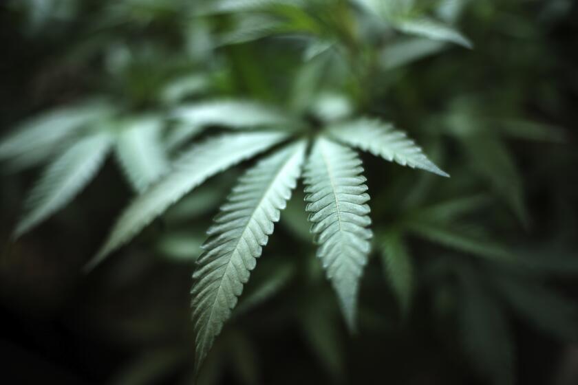 eeuu: partidarios de la marihuana creen que reclasificación federal ayudará a legalización estatal