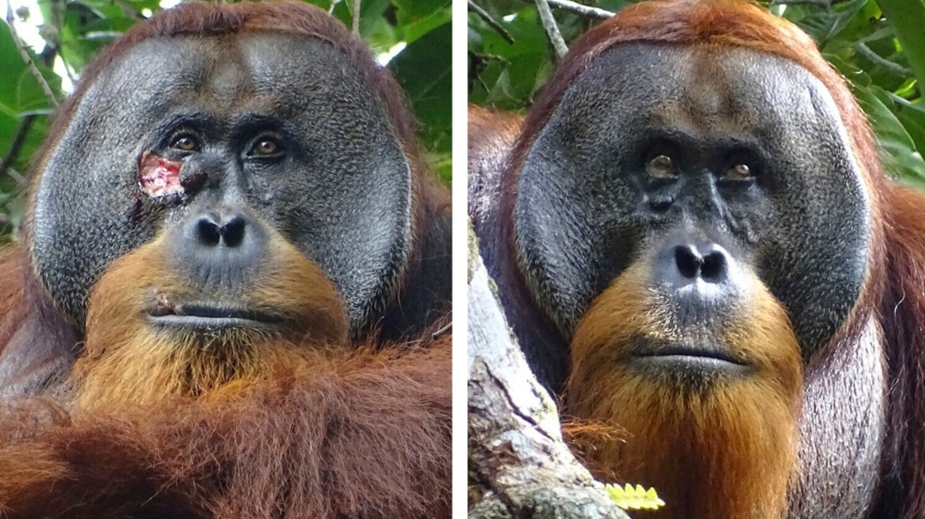 orangutan treats own wound with pain-relieving plant