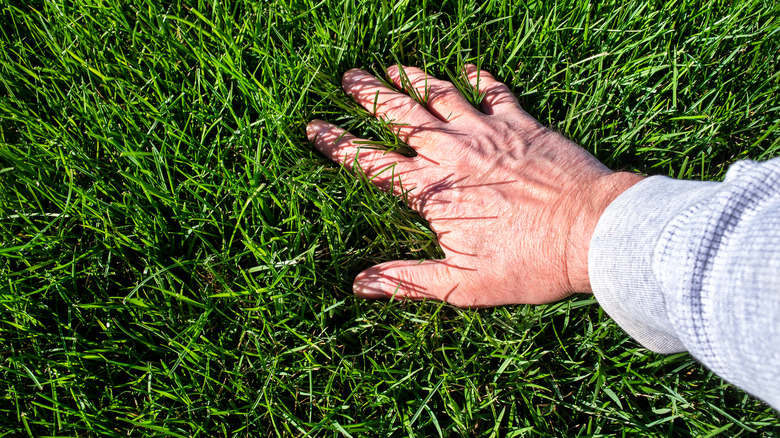 lawn mowing tips to stop grubs from taking over your yard