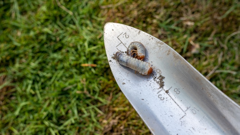 lawn mowing tips to stop grubs from taking over your yard
