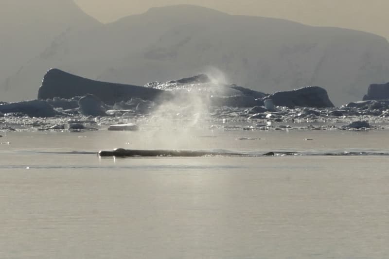 uncharted wonders: ukrainian polar explorers unveil photo of rare whale