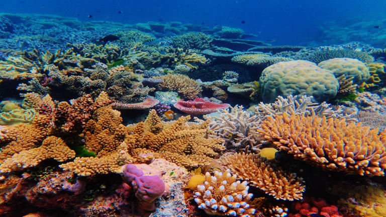 Southern Great Barrier Reef coral bleaching event becoming the most ...