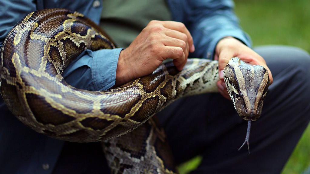 cerita para pemburu bayaran yang dipekerjakan untuk meredam populasi ular piton di as