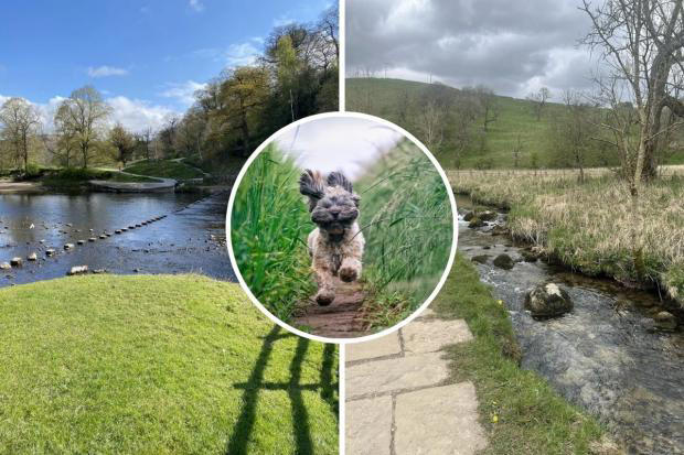 Bolton Abbey and the River Wharfe Circular is just one of the highly rated dog-friendly walks in the Yorkshire Dales on the AllTrails website (Image: Lesley Smith/Deirdre P/AllTrails/Getty)